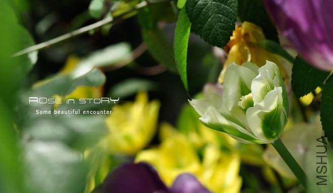 rose in story (483).jpg