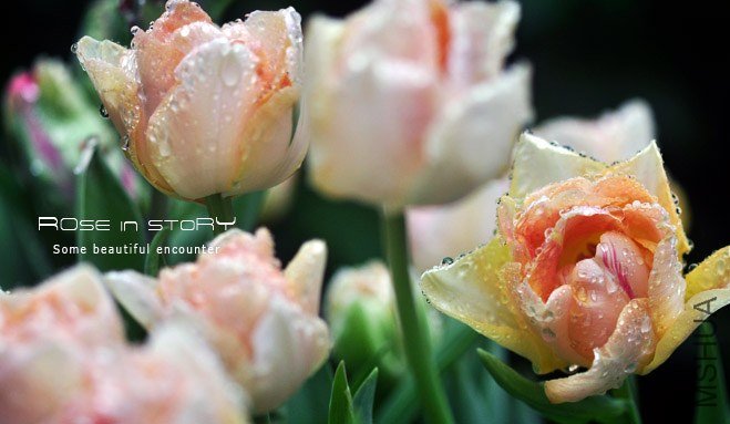 rose in story (563).jpg