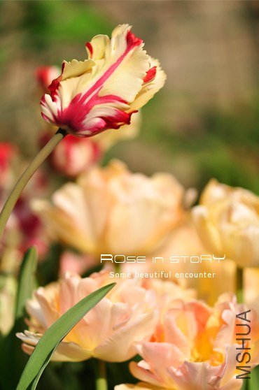 rose in story (644).jpg