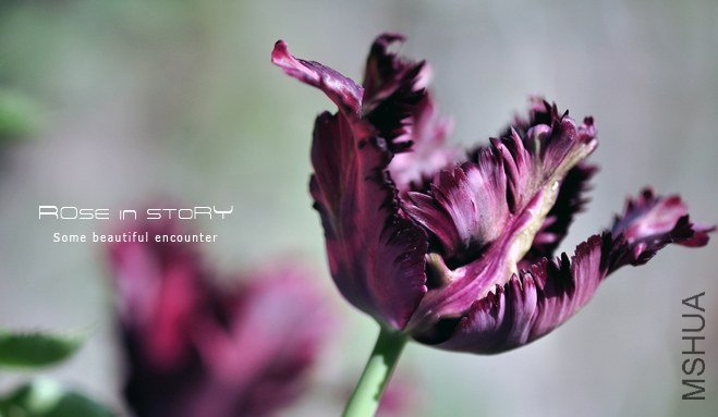 rose in story (628).jpg