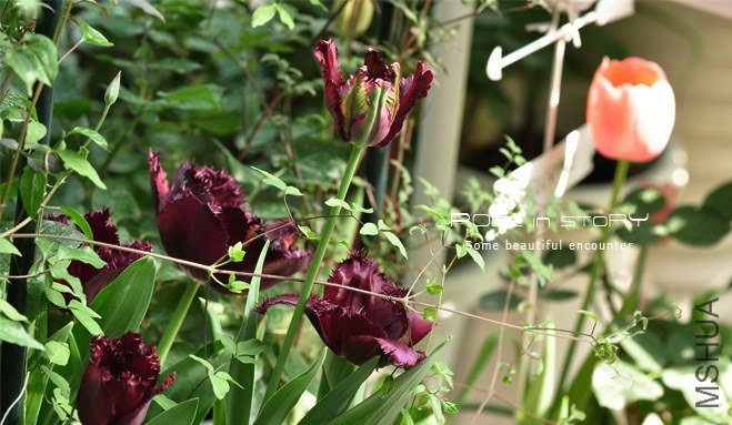 rose in story (692).jpg