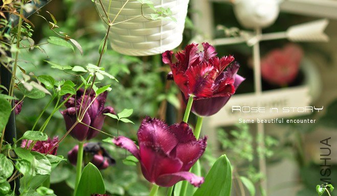 rose in story (753).jpg