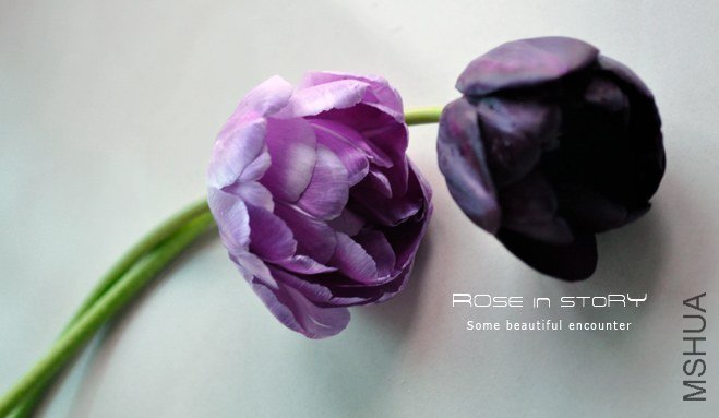 Tulipa queen of night&blue diamond (1).jpg