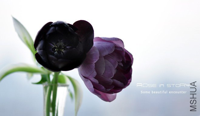 Tulipa queen of night&blue diamond (2).jpg