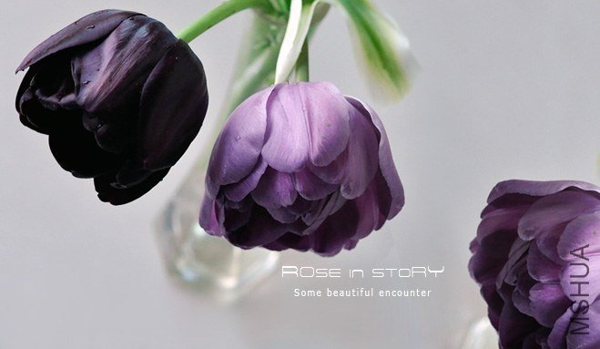 Tulipa queen of night&blue diamond (3).jpg