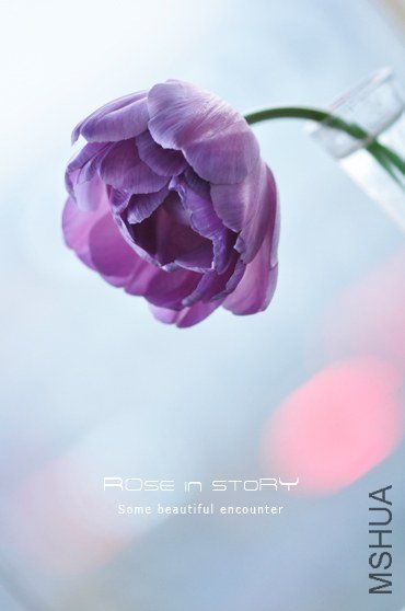 Tulipa queen of night&blue diamond (4).jpg