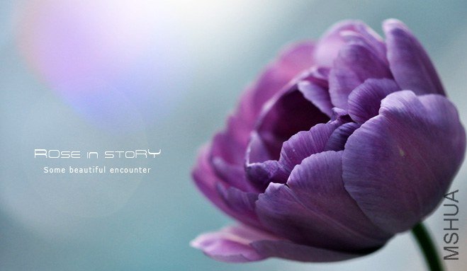 Tulipa queen of night&blue diamond (5).jpg