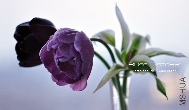 Tulipa queen of night&blue diamond (6).jpg