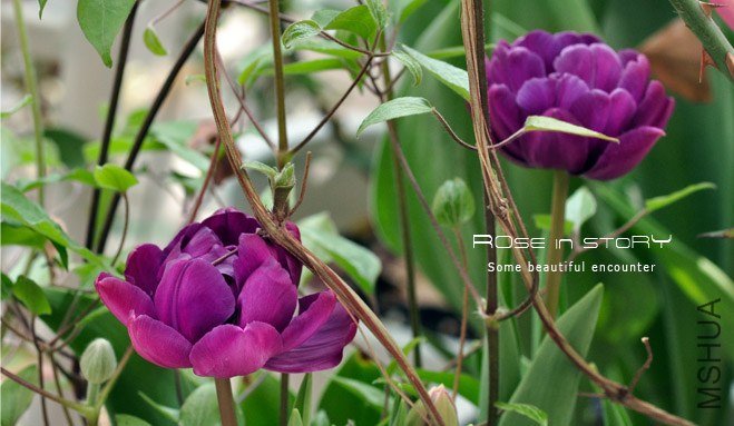 rose in story (383).jpg