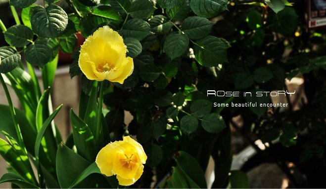 rose in story (696).jpg