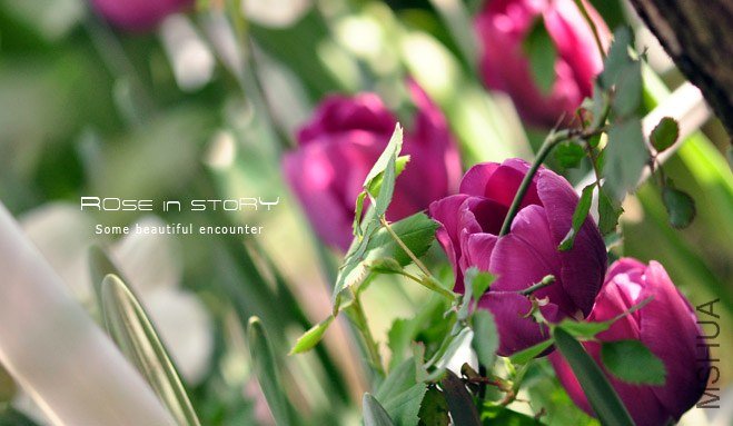 rose in story (59).jpg