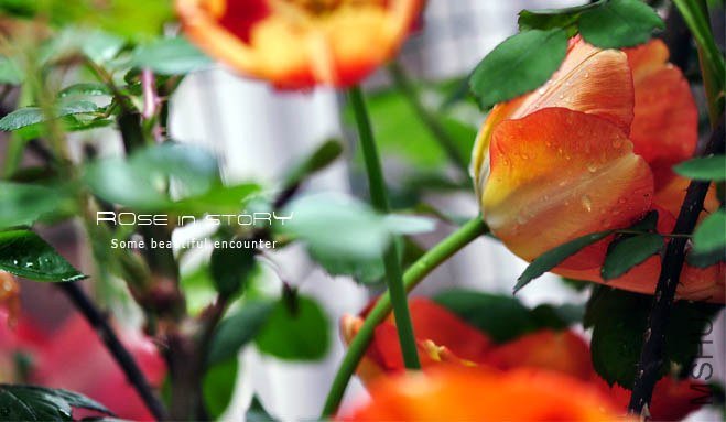 rose in story (322).jpg