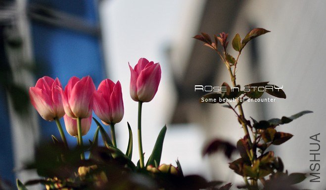 rose in story (397).jpg