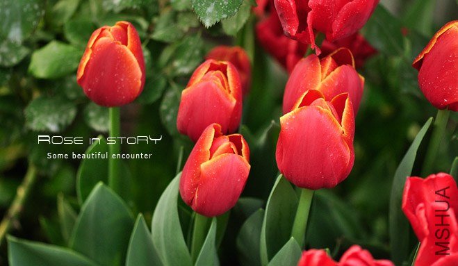 rose in story (399).jpg