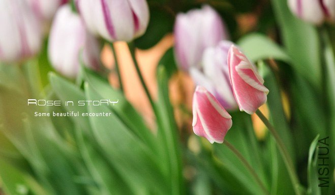 rose in story (400).jpg