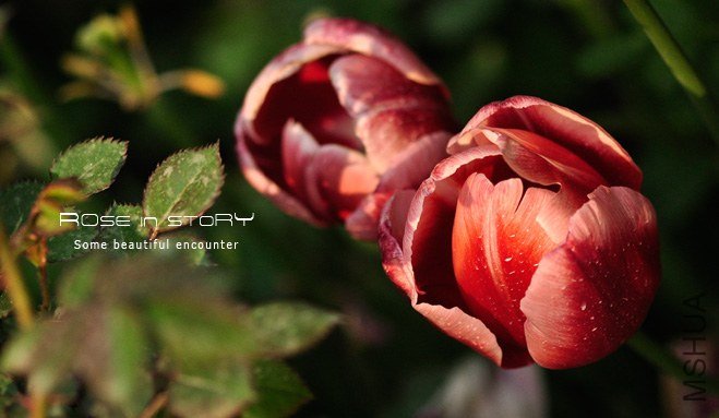 rose in story (401).jpg