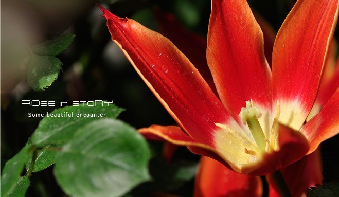 rose in story (481).jpg