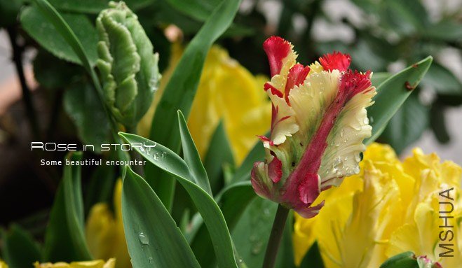 rose in story (511).jpg