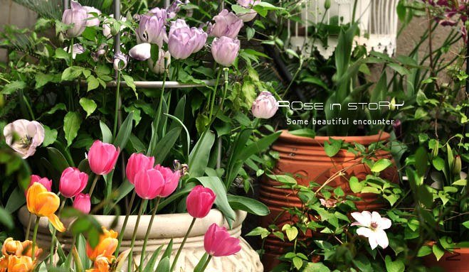 rose in story (646).jpg