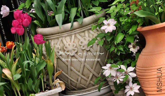 rose in story (650).jpg