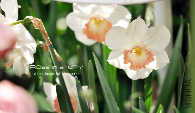 rose in story (33).jpg