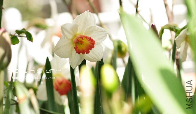 rose in story (200).jpg