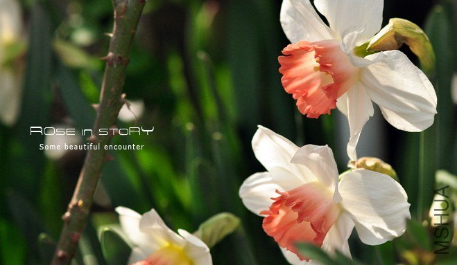 rose in story (203).jpg