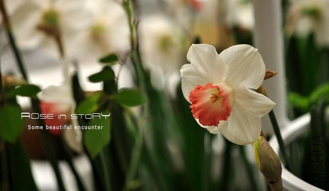 rose in story (219).jpg