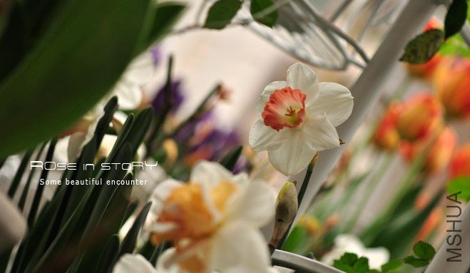 rose in story (220).jpg