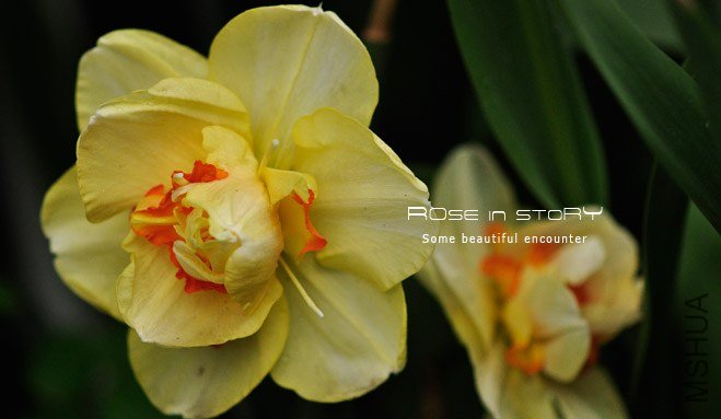 rose in story (295).jpg