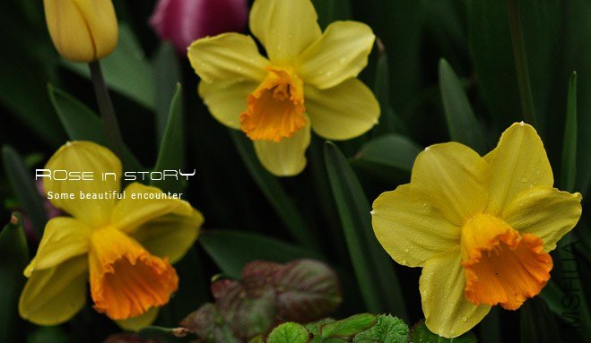 rose in story (297).jpg