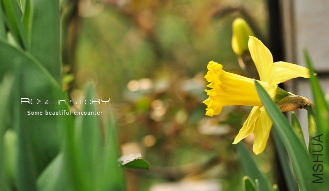 rose in story (130).jpg