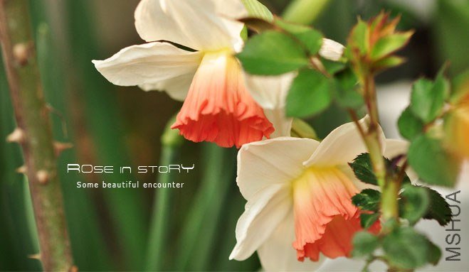 rose in story (135).jpg