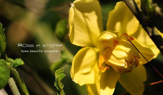 rose in story (155).jpg