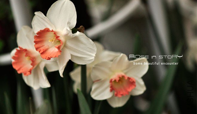 rose in story (216).jpg