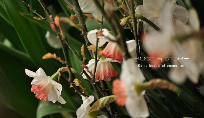 rose in story (217).jpg