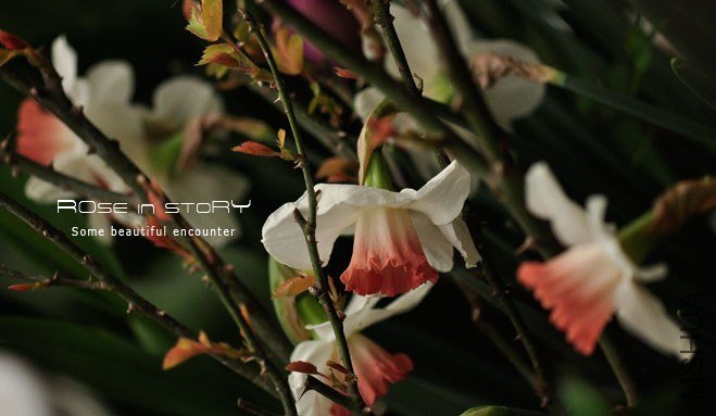 rose in story (218).jpg