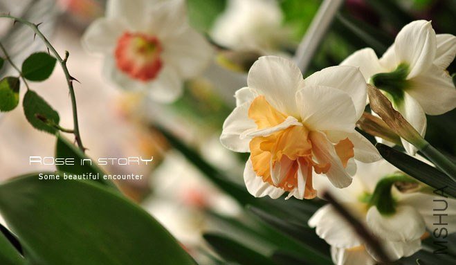 rose in story (221).jpg