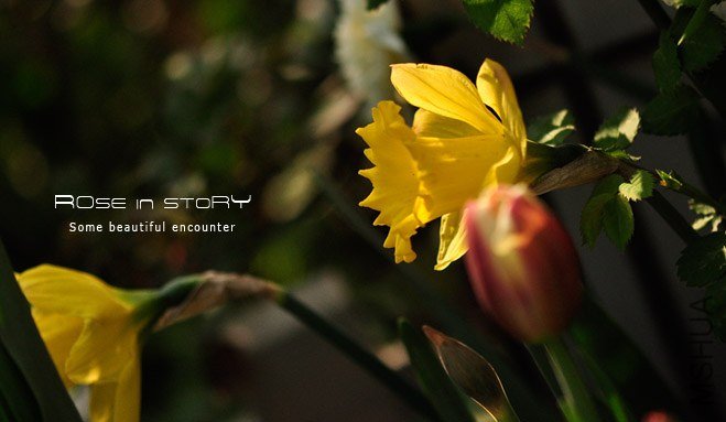 rose in story (266).jpg