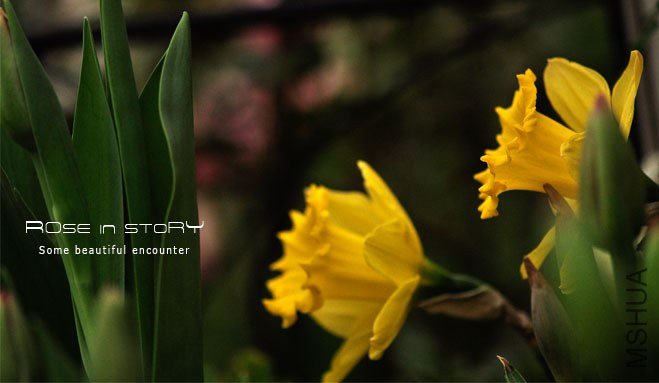 rose in story (272).jpg