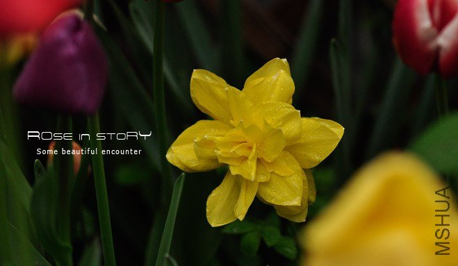 rose in story (296).jpg