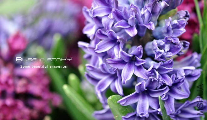 rose in story (6).jpg