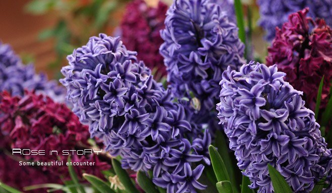 rose in story (40).jpg