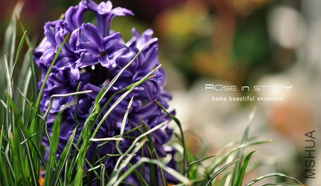 rose in story (44).jpg