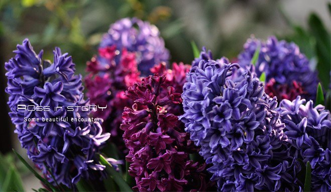 rose in story (46).jpg