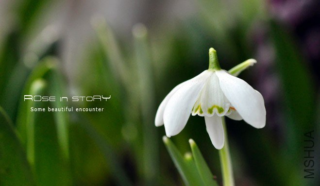 rose in story (91).jpg