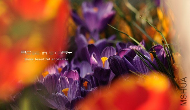 rose in story (153).jpg