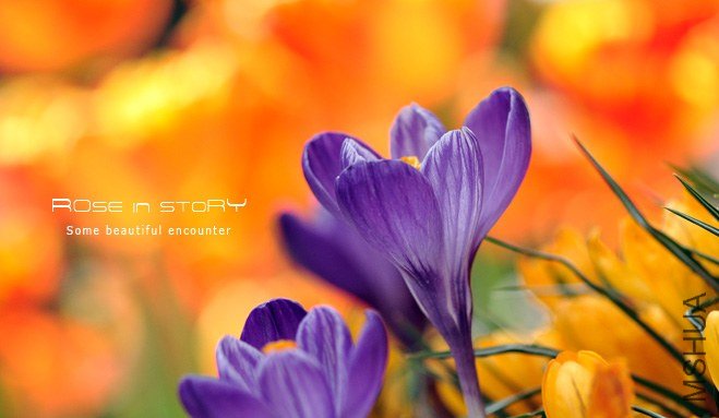 rose in story (157).jpg