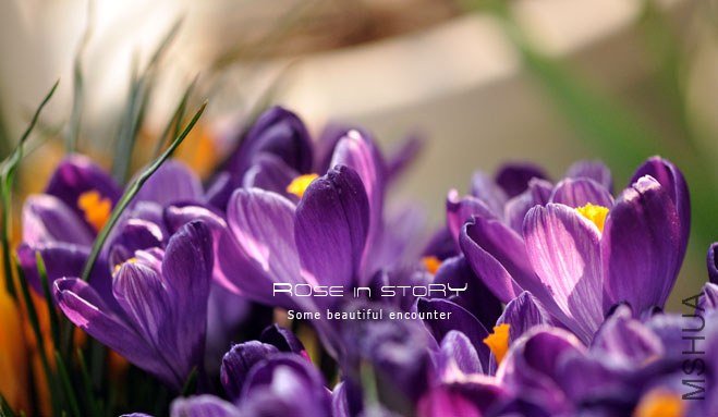 rose in story (244).jpg