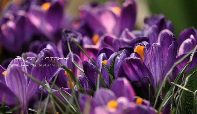 rose in story (245).jpg